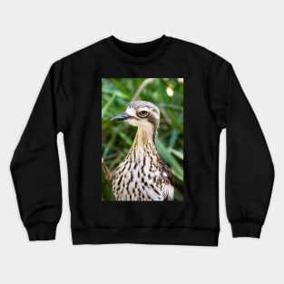 Bush stone curlew bird. Crewneck Sweatshirt